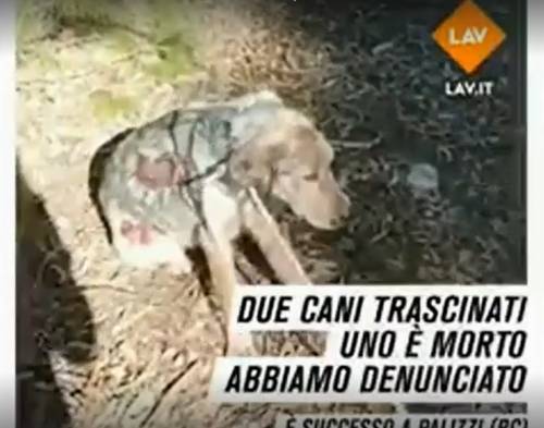 Cagnoline legate e trascinate per strada: l'orrore in Calabria